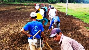 Atasi Pengangguran Pemdes Klampok Adakan Budidaya Tanaman Pepaya California