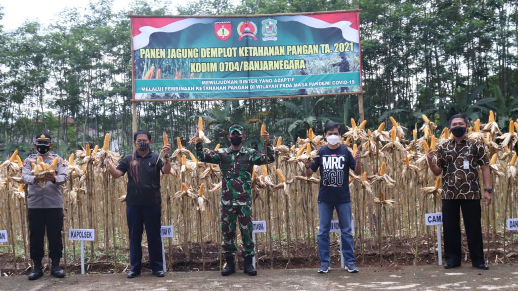 Dandim Banjarnegara Panen Jagung Bersama Kelompok Tani Tiga Serangkai
