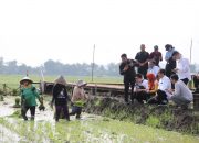 Jokowi Mengunjungi Kawasan Penanaman Padi Biosalin, Solusi Pangan untuk Wilayah Pesisir Kota Semarang