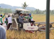 Bupati Sadewo Panen Padi dan Saksikan Penyerapan Gabah oleh Bulog di Kecamatan Patikraja Banyumas