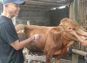 Lumpy Skin Disease Bisa Mematikan Sapi Ternak di Jawa Tengah