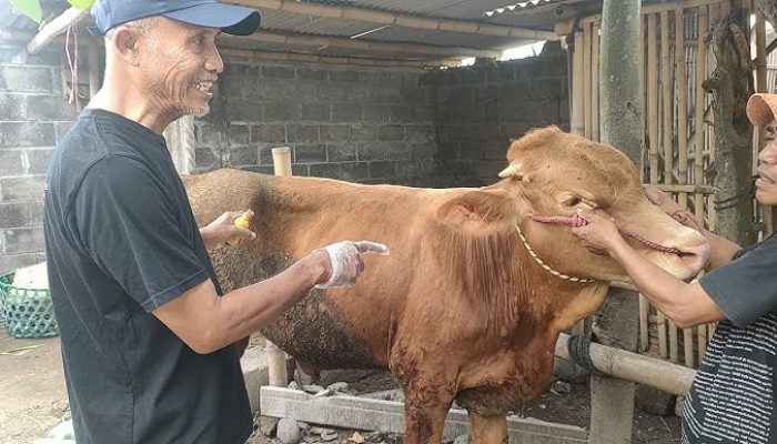 Lumpy Skin Disease Bisa Mematikan Sapi Ternak di Jawa Tengah