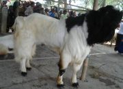Si Reno Etawa Kaligesing Beradu Sapi Limosin Saat Idul Adha