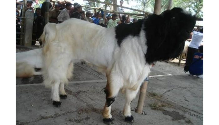 Si Reno Etawa Kaligesing Beradu Sapi Limosin Saat Idul Adha