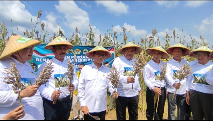 Perdana Panen Sorgum Bersertifikat, LDII Jateng Bersama Menteri Yandri Susanto di Blora