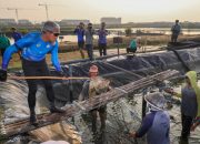 Jateng Bisa Panen 3,1 Ton Udang Vaname di Kawasan Industri Wijayakusuma 
