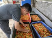 Geliat Petani Muda Jawa Tengah Didukung Program Zilenial dari Ahmad Luthfi