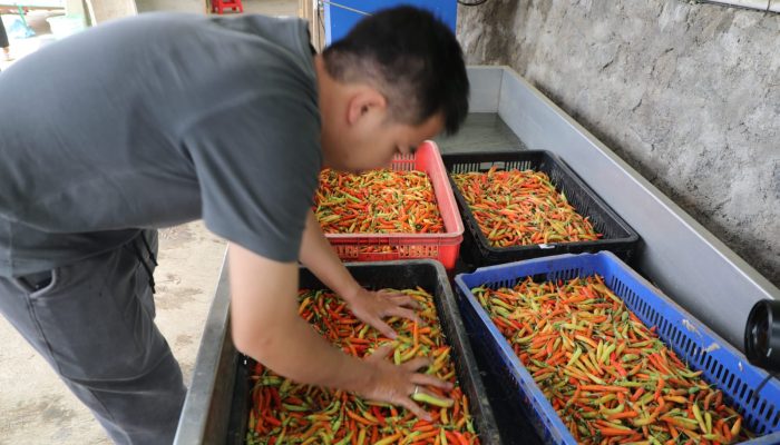 Geliat Petani Muda Jawa Tengah Didukung Program Zilenial dari Ahmad Luthfi