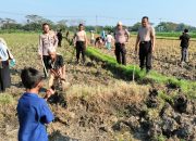 Jagung dan Padi Dihancurkan Tikus. Puluhan Polisi Grobogan Turun ke Sawah