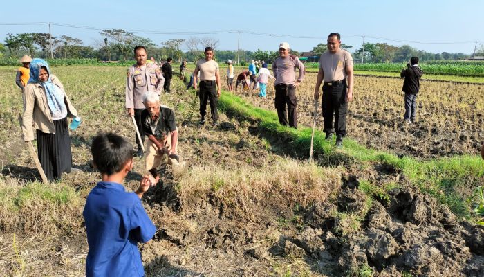 Jagung dan Padi Dihancurkan Tikus. Puluhan Polisi Grobogan Turun ke Sawah