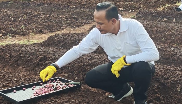 Lapas Semarang Tanam Bawang Merah Varietas Unggulan demi Wujudkan Kemandirian Pangan