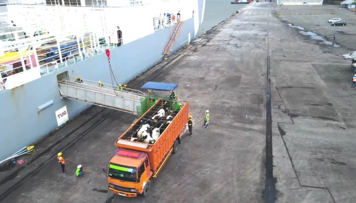 Pelindo Perkuat Ketahanan Pangan Nasional, Bongkar 1.138 Ekor Sapi di Pelabuhan Tanjung Intan