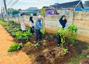 Panen Sawi Caisin, Lapas Semarang Dukung Program Makan Bergizi Gratis