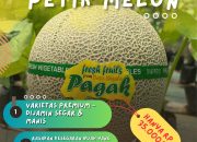 ‎Desa Wisata Pagak Banjarnegara Kenalkan Wisata Agro-Edukasi Petik Melon