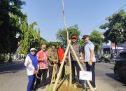 Dukung Penghijauan Kota Semarang, Jalan Prof Hamka ditanami Pohon Tabebuya