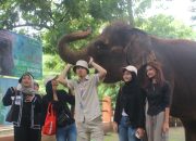 Semarang Zoo Hentikan Atraksi Gajah Tunggang 