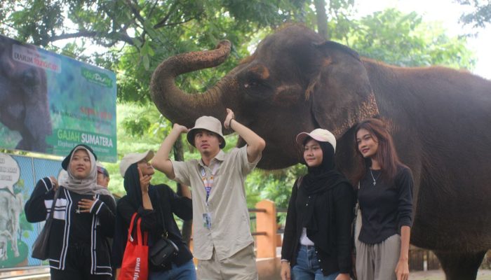 Semarang Zoo Hentikan Atraksi Gajah Tunggang 