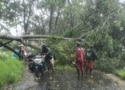 Pohon Tumbang di Semarang Telan Korban Jiwa, BPBD Gerak Cepat Evakuasi