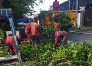 Pemkot Semarang Tanggap Tangani Dampak Angin Kencang, Dalam Semalam 86 Pohon Tumbang Berhasil Dievakuasi