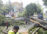 Pemkot Semarang Kembali Gerak Cepat Evakuasi Pohon Tumbang Akibat Cuaca Ekstrem