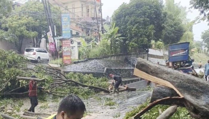 Pemkot Semarang Kembali Gerak Cepat Evakuasi Pohon Tumbang Akibat Cuaca Ekstrem