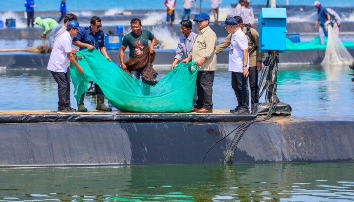 Kebangkitan Sektor Perikanan, Presiden Prabowo Panen Udang Vaname di Kebumen