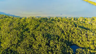 Groundbreaking Giant Sea Wall Berbasis Mangrove Dijadwalkan Oktober 2026