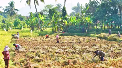 Bulog Proyeksikan Serapan Beras Capai 130 Persen pada 2026