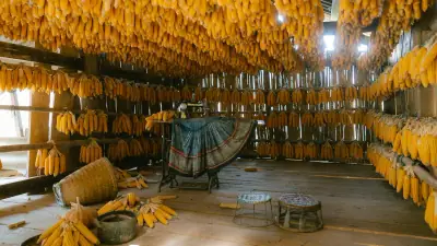 Amran Minta Bulog Jaga Stok Jagung Pakan 250 Ribu Ton