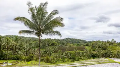 Lahan Sawit RI Capai 16,1 Juta Hektare pada 2025