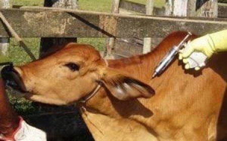 Tulangbawang Barat Salurkan 1.000 Dosis untuk Vaksinasi Hewan Ternak