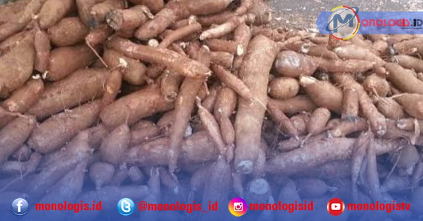 Harga Singkong Bakal Terus Tergerus