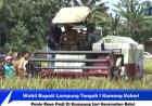 Wabup Lampung Tengah Panen Raya Padi di Bekri
