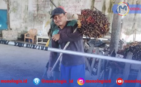 Harga Sawit Naik, Petani Mesuji Semringah