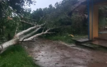 Hujan Lebat Disertai Angin Kencang di Lampung Utara, Pohon Karet Roboh Timpa Rumah Warga