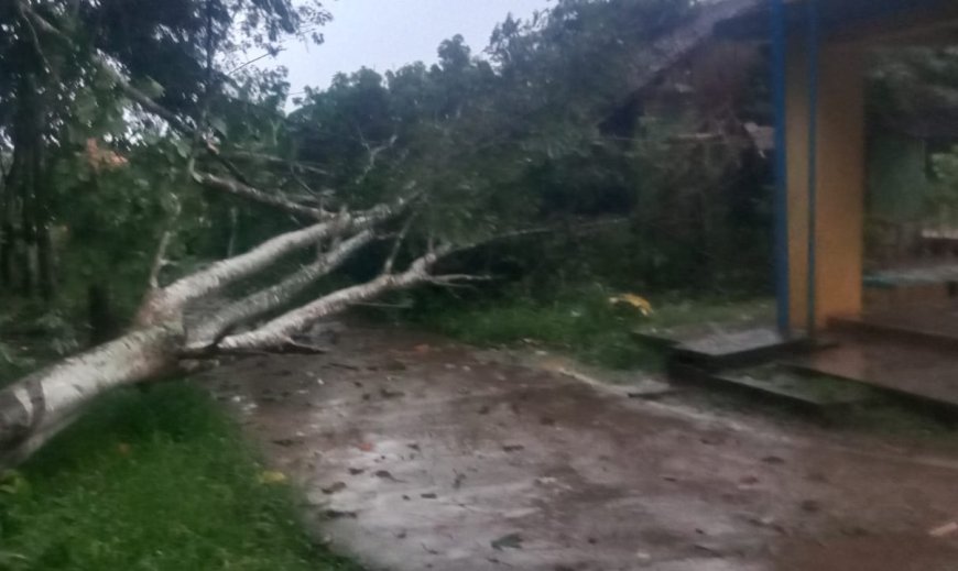 Hujan Lebat Disertai Angin Kencang di Lampung Utara, Pohon Karet Roboh Timpa Rumah Warga