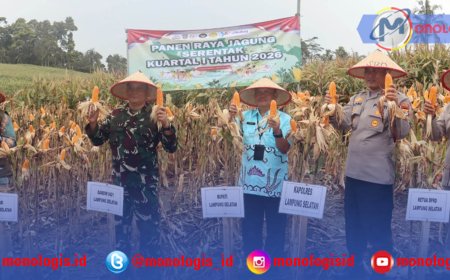 Pemkab Lampung Selatan Panen Raya Jagung Serentak Bersama Kapolri