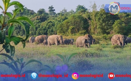 TN Way Kambas Pasang Benteng Gajah