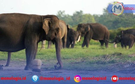 Way Kambas Jadi Prioritas Kerja Sama Lingkungan RI–Inggris