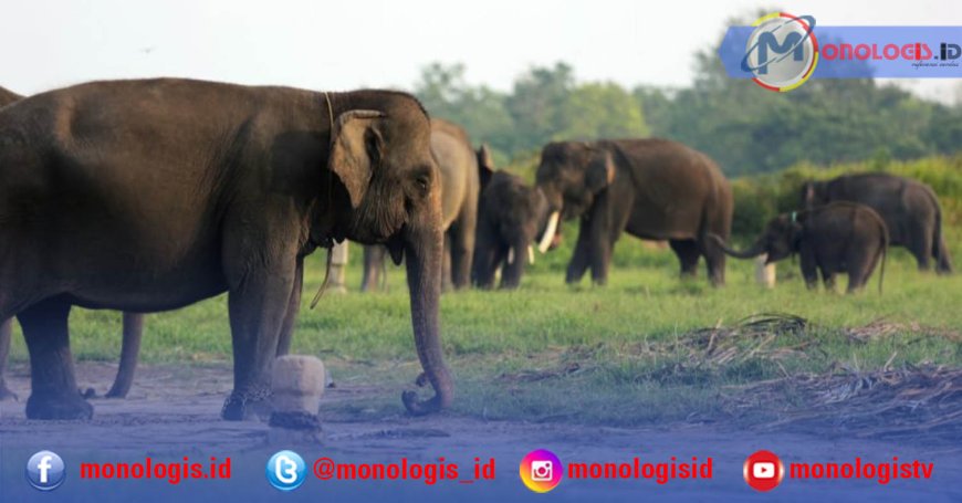 Way Kambas Jadi Prioritas Kerja Sama Lingkungan RI–Inggris