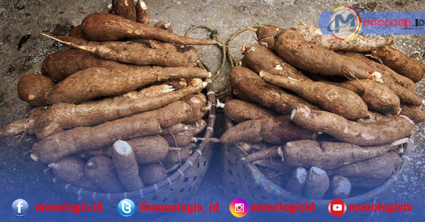 Gubernur Lampung Apresiasi Industri Patuh Pergub Singkong