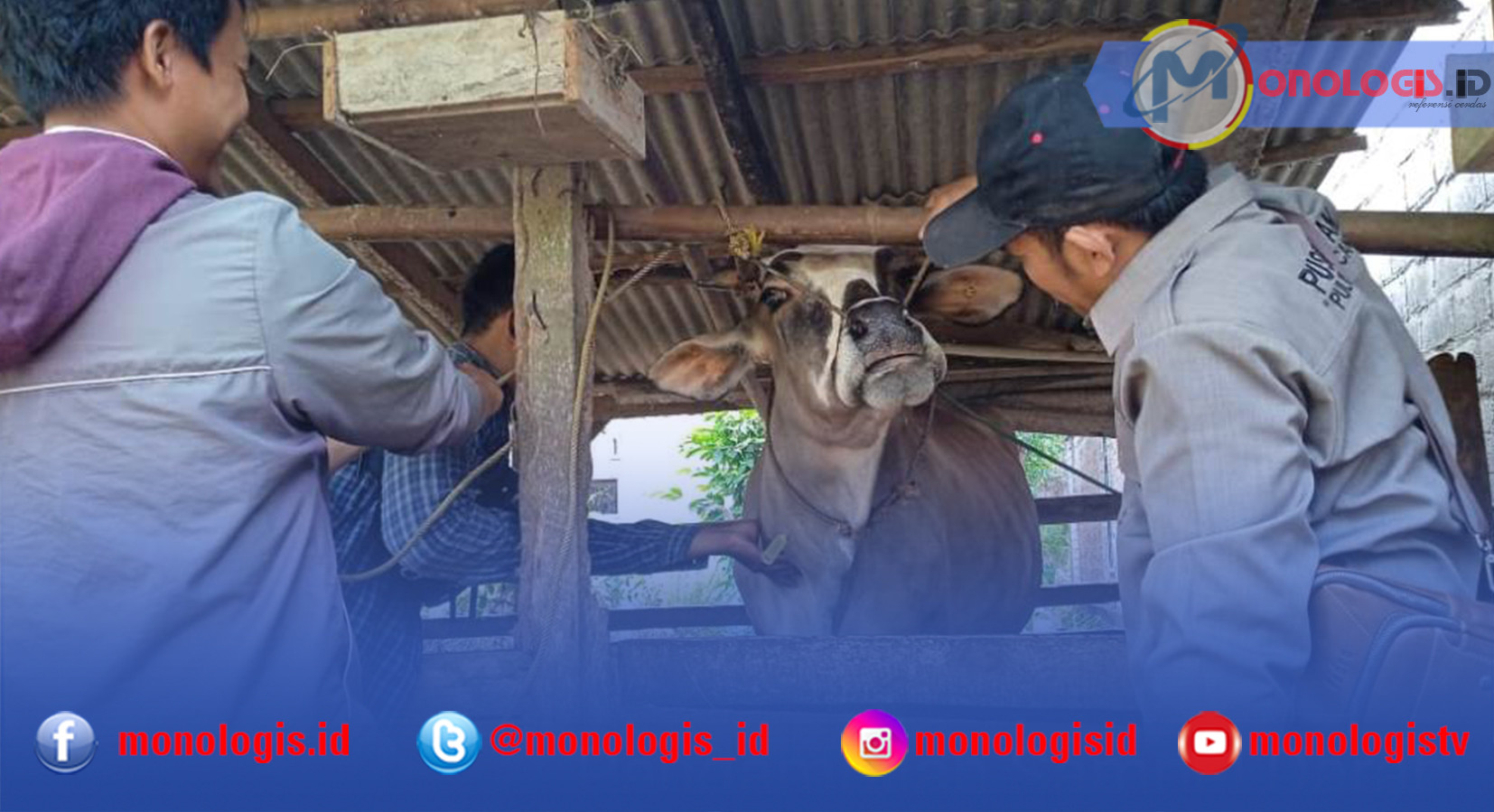 Deteksi Titer Antibodi PMK, Disnakeswan Ambil Sampel Darah Sapi