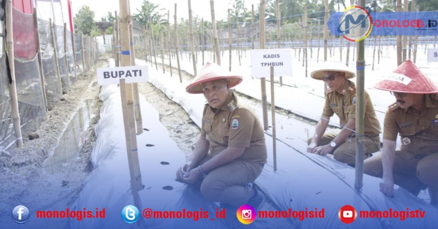 Dukung Ketahanan Pangan, Nanang Ermanto Tanam Melon di Trimomukti