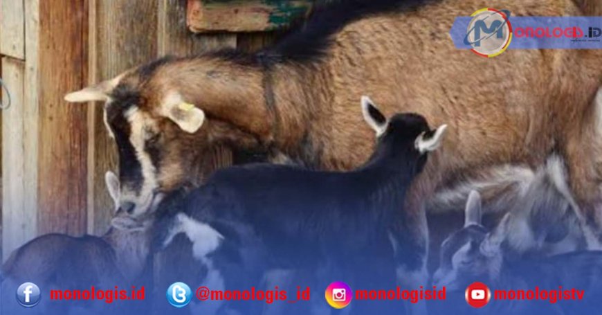20 Ribu Lebih Kambing di Tulangbawang Barat Telah Divaksinasi