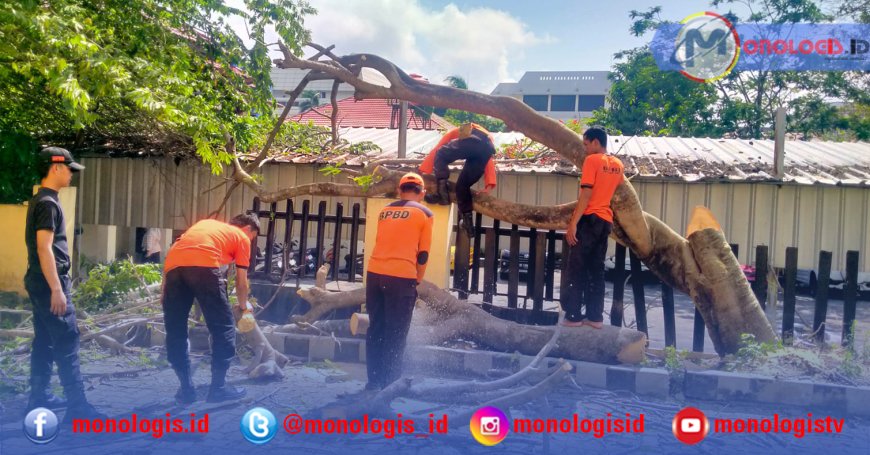 Hujan Deras di Bandarlampung, 3 Pohon Tumbang