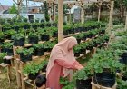 Taman Strawberry Kadudampit Sukabumi Ajak Liburan Keluarga Sambil Petik Strawberry