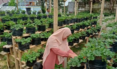 Taman Strawberry Kadudampit Sukabumi Ajak Liburan Keluarga Sambil Petik Strawberry