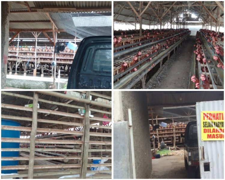 *Desa Pabuaran Gunung Sindur Peternak Ayam Nikmati Hasilnya, Warga Sekitar Nikmati Bau Kotorannya*