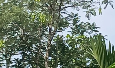 Berada di Sekayam Seakan Dalam Dekapan Ibu Kandung