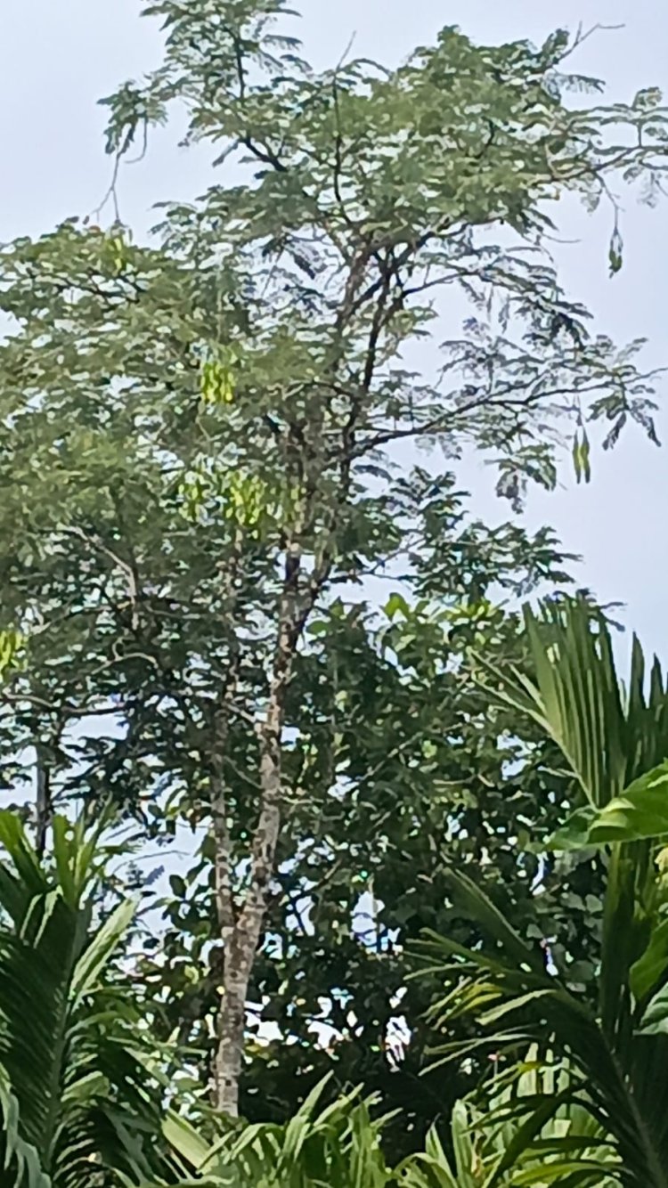 Berada di Sekayam Seakan Dalam Dekapan Ibu Kandung